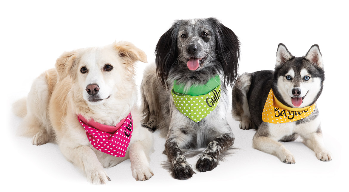 Dog Trio